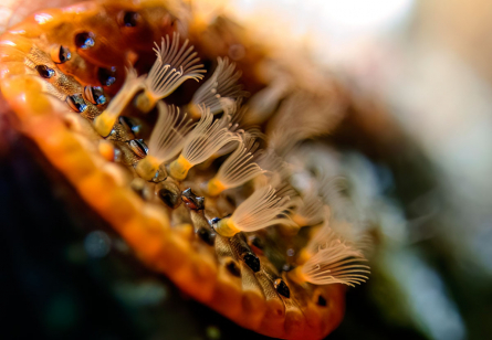 Bryozoa - Moostierchen